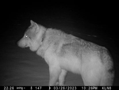 A gray wolf is seen in a trail camera image on the Sherman Creek Ranch, March 26, 2023, near Walden, Colorado. As state officials prepare to reintroduce wolves in western Colorado, a small number of the animals already have wandered in from Wyoming.  (Don Gittleson via AP)