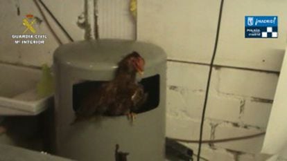 One of the roosters found during the June 3 raid.