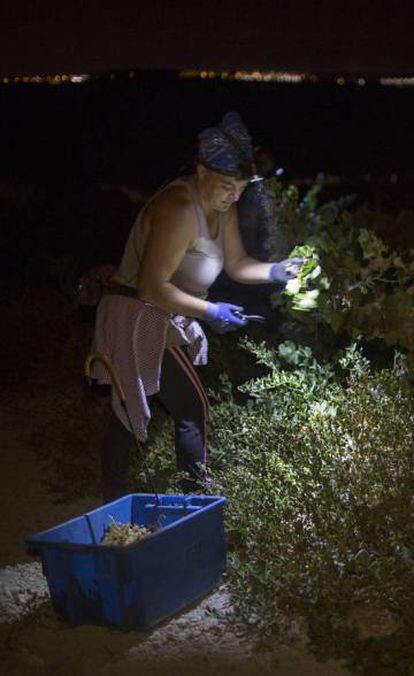 A grape picker in Jerez de la Frontera during a night shift.