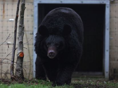 Yampil, a 12-year-old Asiatic black bear, that was rescued from a zoo in Donetsk, Ukraine explores his new surroundings at the Five Sisters Zoo near Edinburgh, Scotland. January 12, 2024.