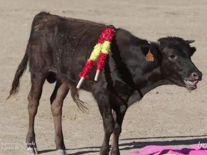 The young animal is seen in a video dying at the hands of inhabitants of the town Valmojado, in the province of Toledo