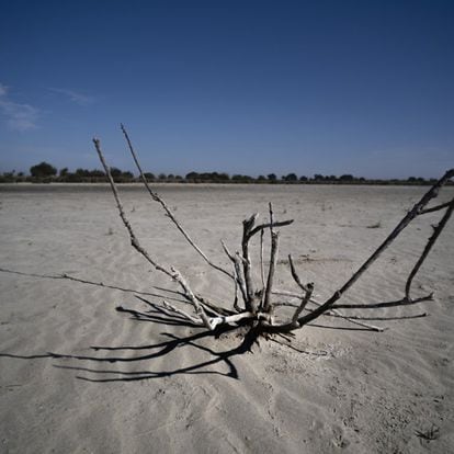 Almonte/Huelva/26-10-2021: Un matorral seco en la Laguna de Santa Olalla en el Parque Nacional de Doñana.
