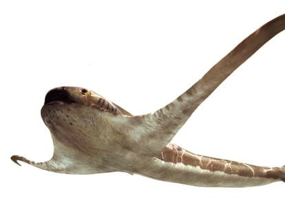 An illustration of ‘Aquilolamna milarcae,’ or the eagle shark.
