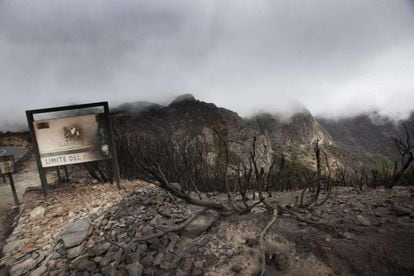 Fires destroyed a large section of the Garajonay national park in La Gomera.
