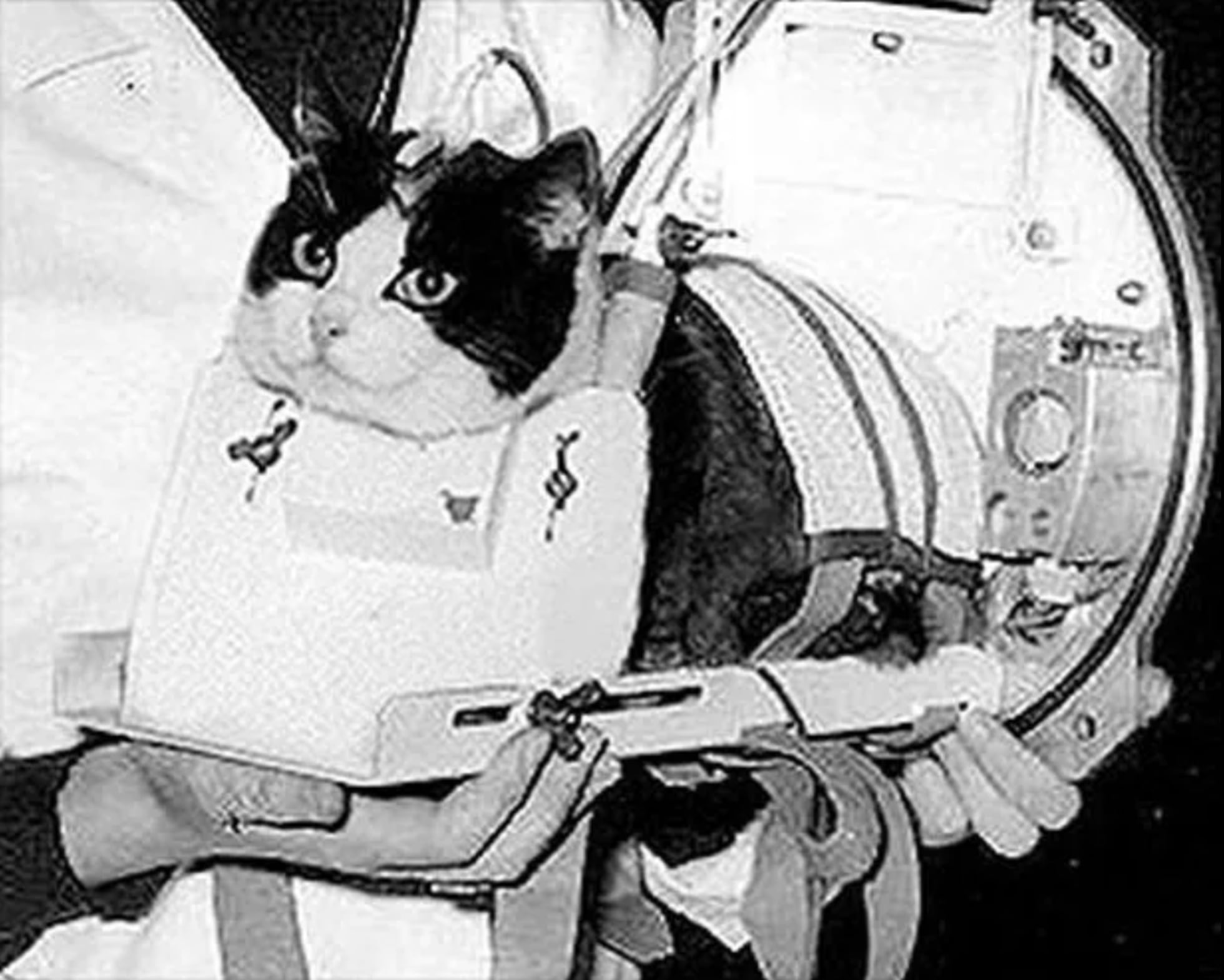 What Happened to Felicette in Space? *First Cat in Space* 