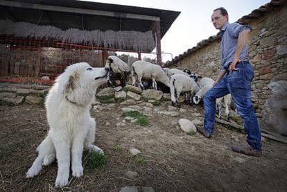 Stockbreeder Dirk Madriles, who has suffered several wolf attacks.