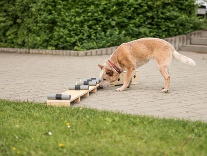 Pet dogs often have fewer opportunities to explore their environment, which can compromise their well-being.