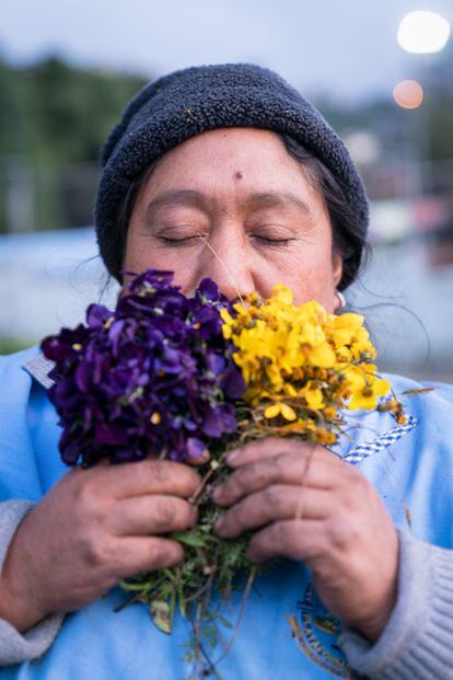 María Sandra Vinocunga holds pansy (violet) for heart trouble and blood clots as well as stress and nerves, and ñagcha (yellow) for bile. 