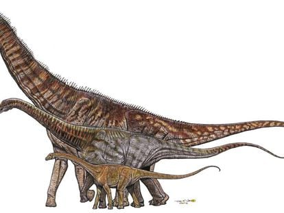 Brazil's mega-dinosaurs: Gondwanatitan faustoi (8 meters), Maxakalisaurus topai (13 meters) and Austroposeidon magnificus (25 meters).