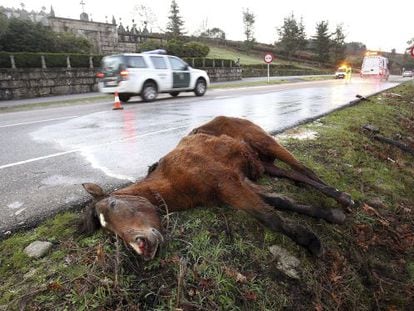 A dead horse by the side of the road near Vigo. The motorist was seriously injured.