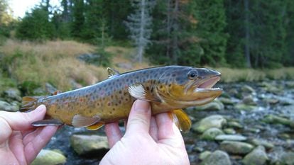 A brown trout native to the rivers of the Czech Republic that formed part of the experiment with synthetic drugs.