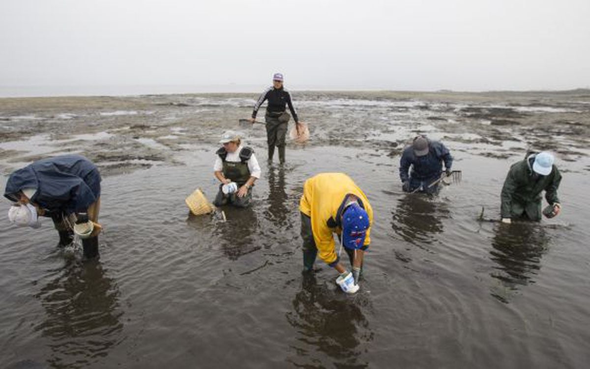 Why are the shellfish in Galicia’s estuaries dying off? | Spain | EL ...