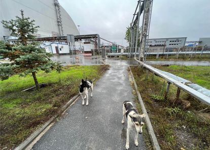 Perros Chernobil