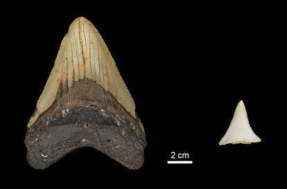Megalodon tooth (left) compare to a shark tooth (right). 