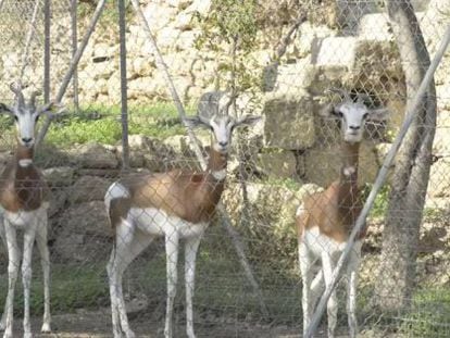 Endangered dama gazelles in Almer&iacute;a.