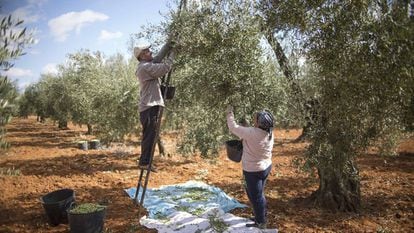 Harvesting olives in Seville province.