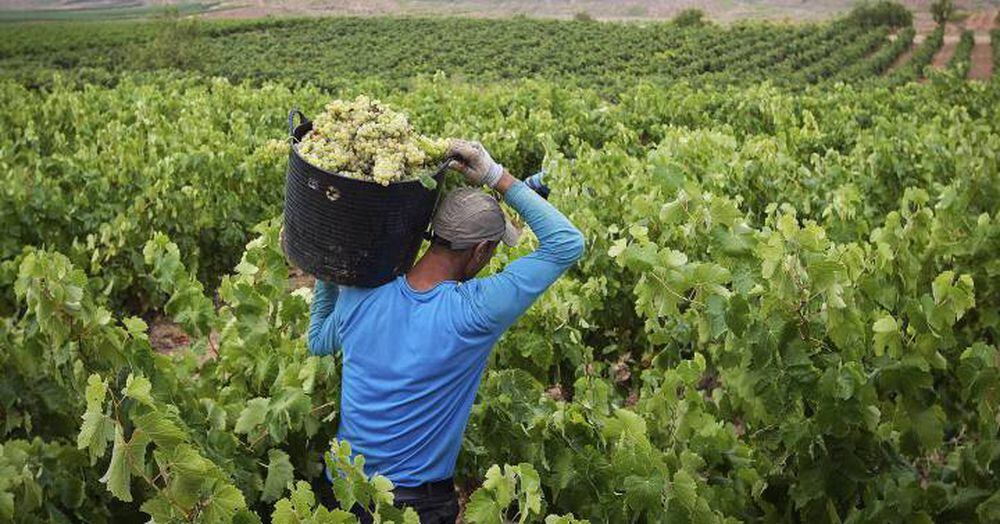 Spanish grape harvest Poor grape harvest means less wine in Spain, but
