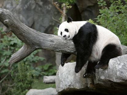 Panda Mei Xiang in her enclosure at the Washington National Zoo.