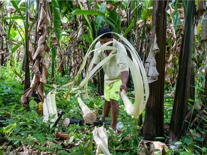 A man harvests abaca in Santo Domingo de los Tsachilas, Ecuador, on February 16, 2023.