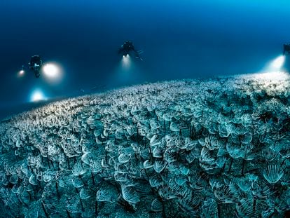Photo by Laurent Ballesta of a field of peacock worms ('Sabella pavonina') at the bottom of the Mediterranean Sea