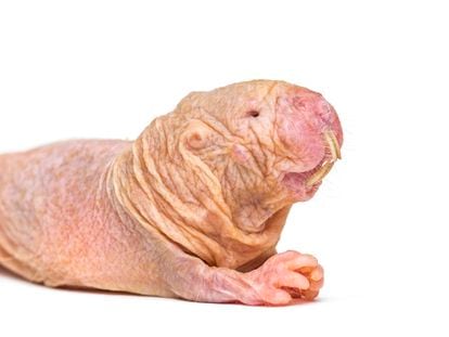 A naked mole-rat.