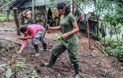 FARC guerrillas working the land in a holding area.