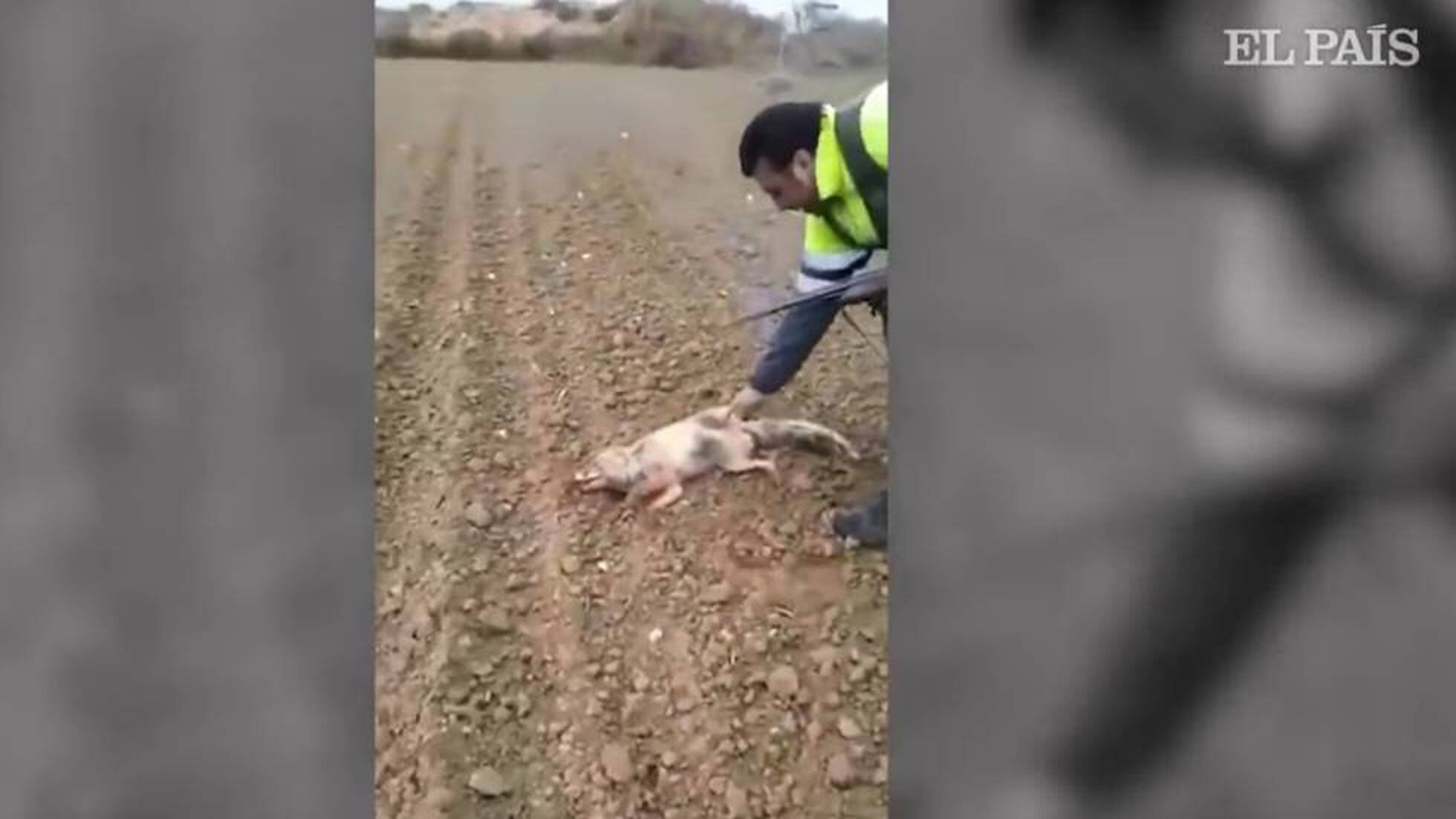 Hunting in Spain: Authorities identify Spanish hunter who tortured and  killed a fox | Spain | EL PAÍS English Edition