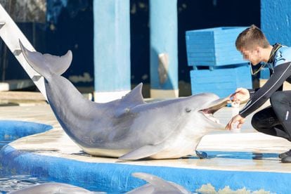 A trainer with one of the dolphins at the Madrid zoo.