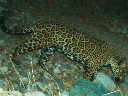 The jaguar known as 'El Jefe' (‘The Boss’) pictured in trail camera footage published by the University of Arizona.
