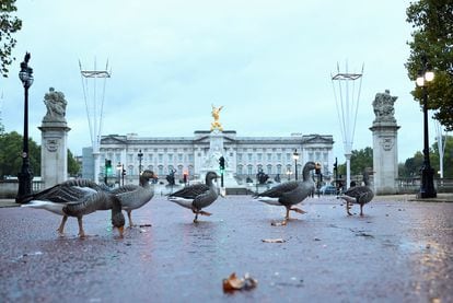 A group of geese outside Buckingham Palace in London on October 10, 2022.