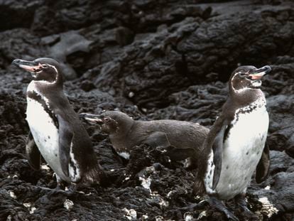 Galápagos penguins rest on a lava rock during a field sampling and expedition on Isabela Island, Ecuador, in October 2021.