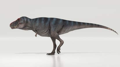 Reconstruction of the 'Tyrannosaurus Rex'.