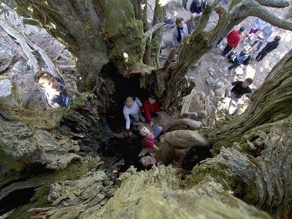 Visitors inside the trunk of the Barondillo yew tree before a protective wall was erected.