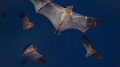 Fruit bats on their annual migration toward the Kasanka National Park in Zambia.
