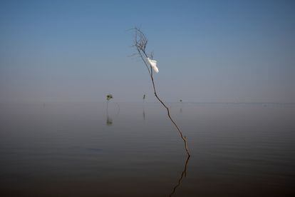 A tree – marked with a white cloth to indicate the navigation lane – illustrates the drop in water levels at the entrance of Lake Piranha, in Manacapuru, Amazonas.