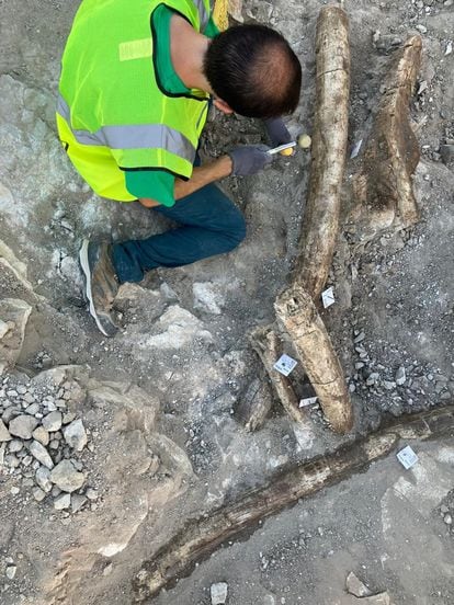 A paleontologist excavates the remains of one of the elephants found in the Villa de Vallecas area of Madrid.
