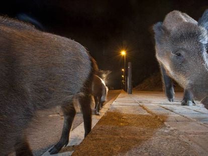 A group of wild boar looks for food in Lugo (Spanish audio).