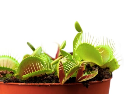 Artificial neurons command Venus flytrap