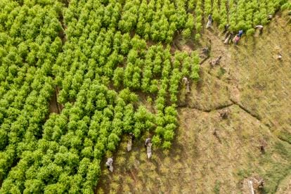 Aerial view of the pickers at work.