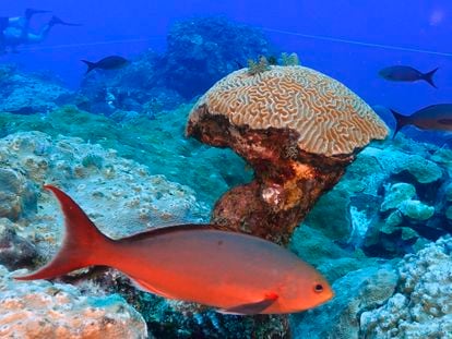 Fish swim around brain coral deep below ocean at the Flower Garden Banks National Marine Sanctuary in the Gulf of Mexico Saturday, Sept. 16, 2023. Sheltered in a deep, cool habitat far from shore, the reefs in the Flower Garden Banks boast a stunning amount of coral coverage. (AP Photo/LM Otero)