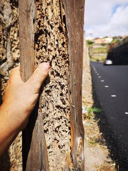 A piece of wood that termites have chewed through.
