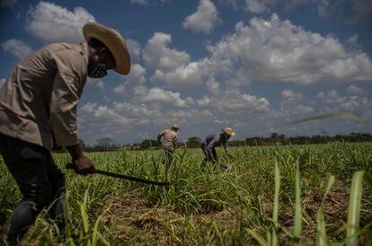 Laborers clear weeds from a sugarcane field in Madruga, Cuba.