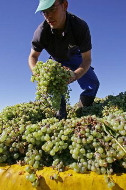 A worker at a vineyard in Los Llanos, Ciudad Real province.