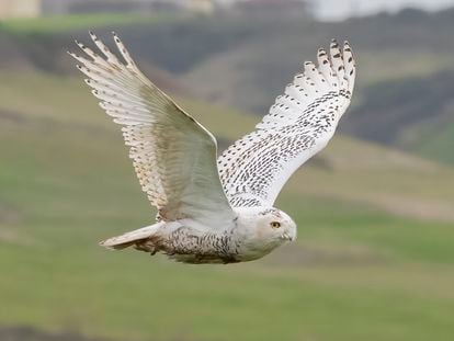 One of the snowy owls that showed up in Cabo Peñas (Asturias).