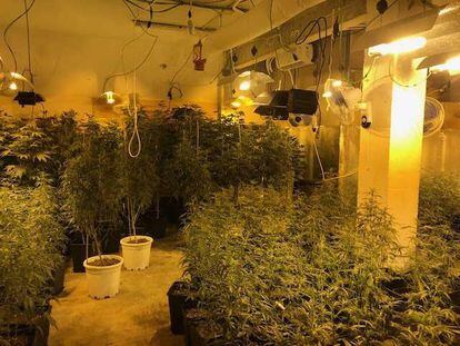 Police seized 461 cannabis plants in the Barcelona neighborhood of Carmel in July.