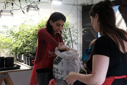 Valeria Salech and Julieta Molina, two women who work with the Mamá Cultiva collective transplant a marijuana plant.
