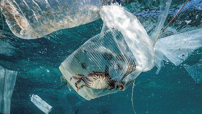Pictured, a crab is trapped in a plastic cup in the sea in the Verde Island Passage in the Philippines in March 2019.