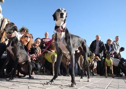 Greyhounds are often abused and abandoned, say animal activists.