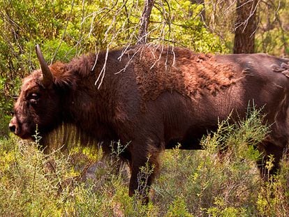 A bison on the Valdeserrillas nature preserve.