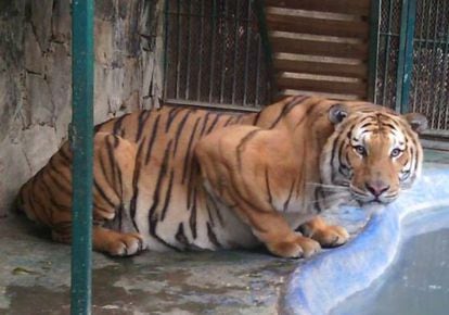 101 wild animals rescued from Mexican politician's home | Spain | EL PAÍS  English Edition